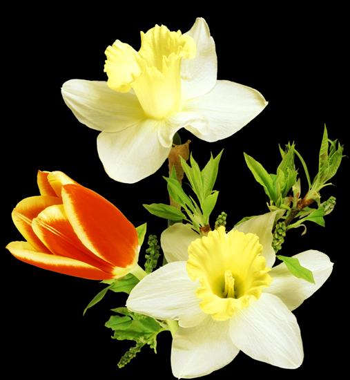 tulipany bez tła - 0_56a3e_d649e679_XXXL.png