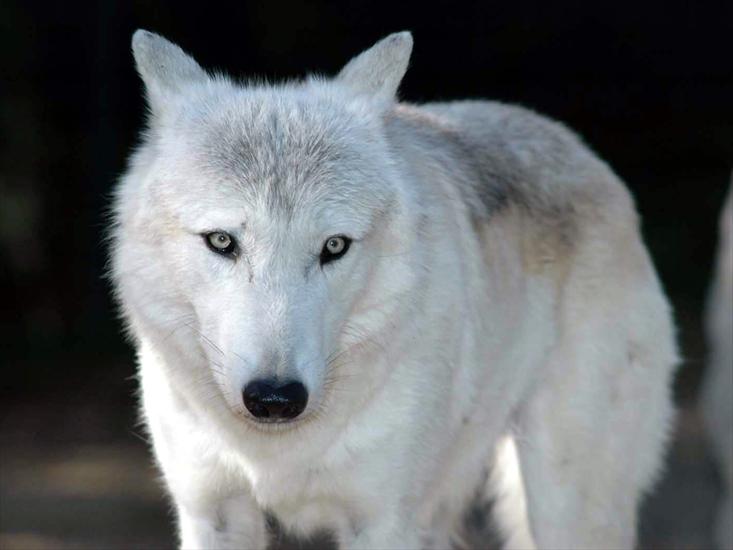 Zwierzęta - tapeta wilk.jpg