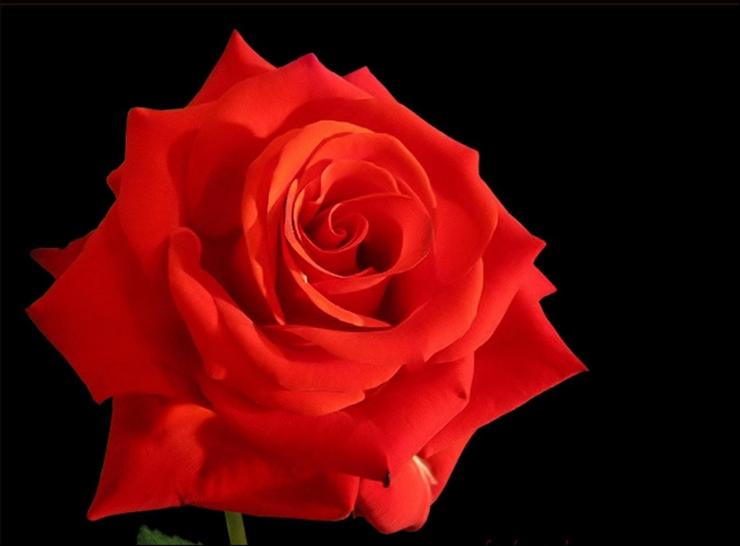 czerwone róże - roze2 85.jpg