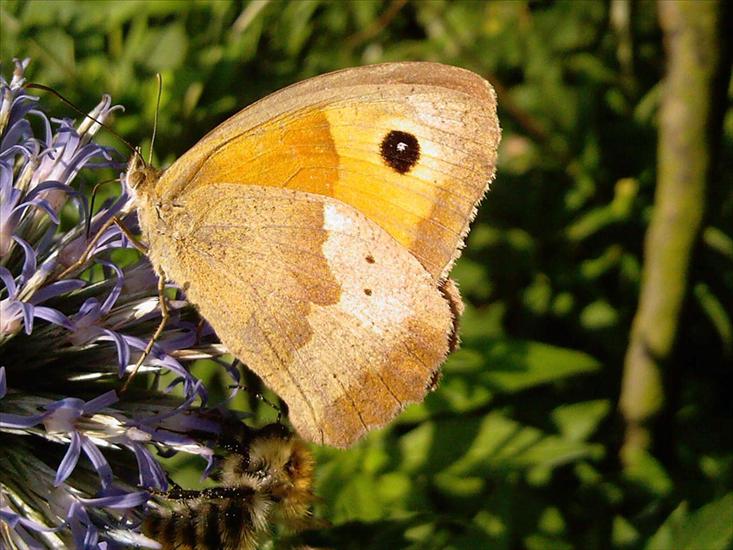 Motyle na kwiatach - M 42 Przestrojnik jurtina.jpg