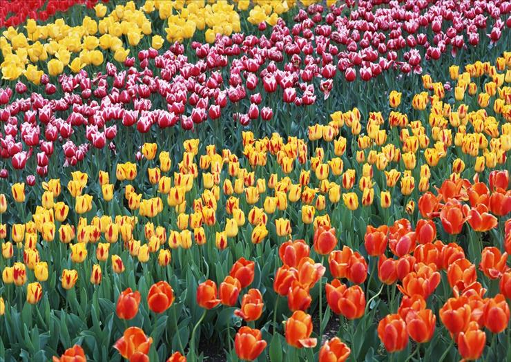 KWIATY - tulipanowe pole.jpg