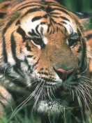 Zwierzaki - tiger.jpg