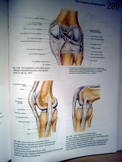 Anatomia - 21112009_027.jpg