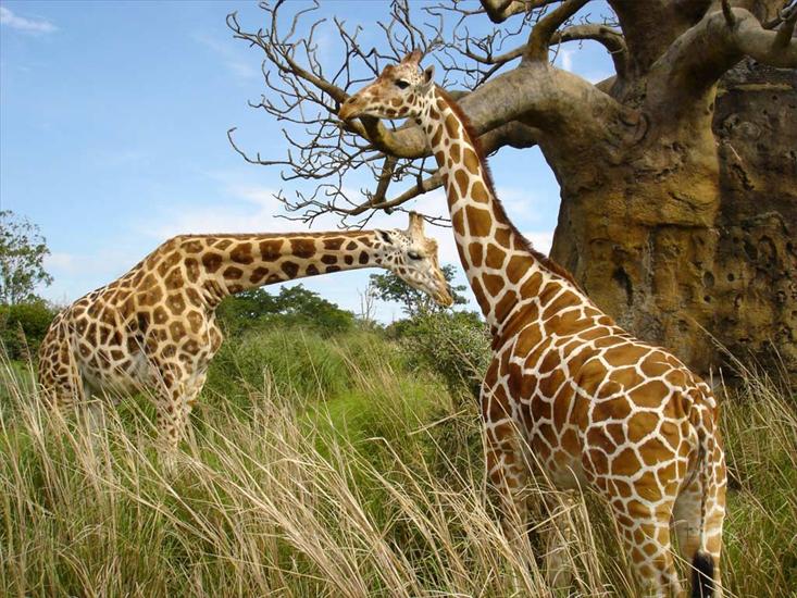 Inne - Giraffes.jpg