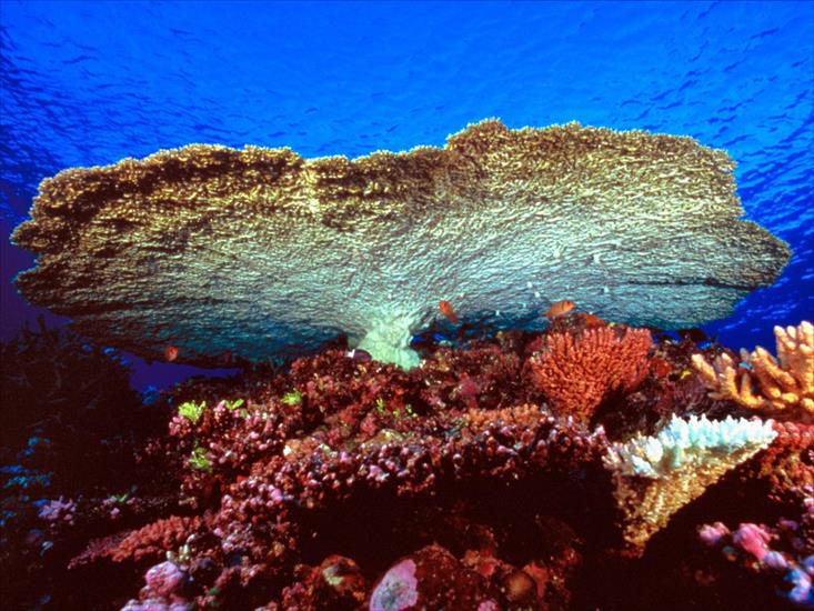 Tapety -Morskie Życie- - Huge Table Coral.jpg