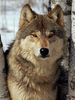 Zwierzęta - Timber_Wolf.jpg