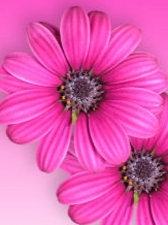 Tapety na komórkę - Pink_Flowers.jpg