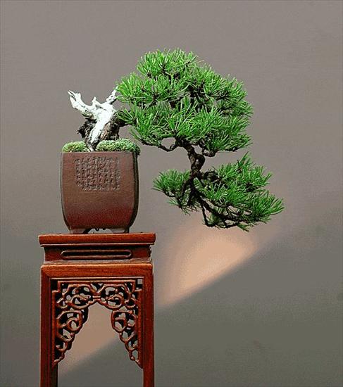 galeria bonsai - 1713072005_06_dsc_0289_1_gv.jpg