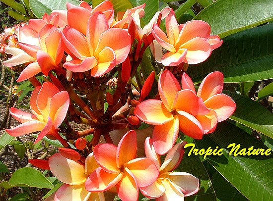 hawajskie - frangipani4.jpg
