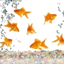 Tapety i animacje - A-Goldfish.jpg