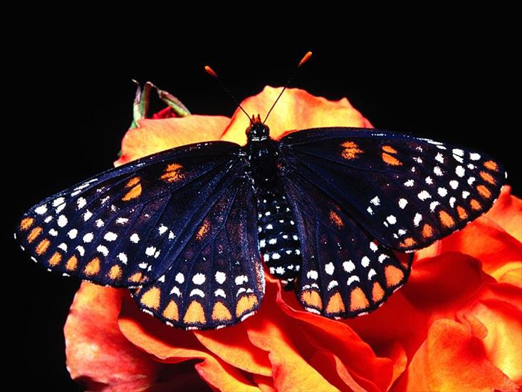 Motyle gify - motyle_025.jpg