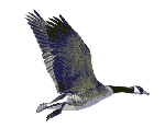 Ptactwo - goose_flying.gif