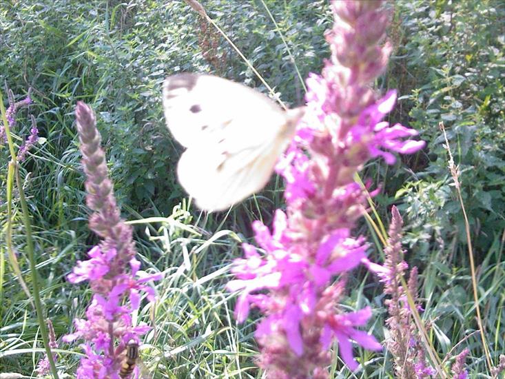 Motyle na kwiatach - Zdjęcia-0044.jpg