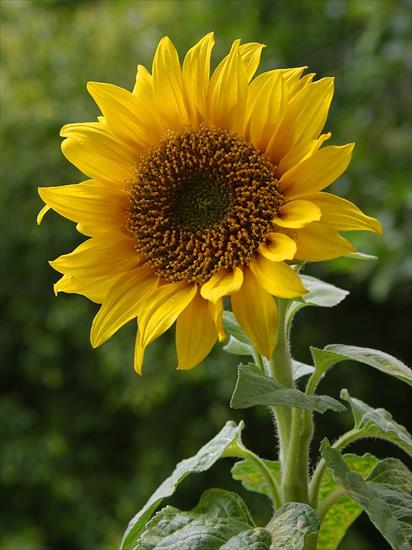 słonecznikowo - A_sunflower.jpg