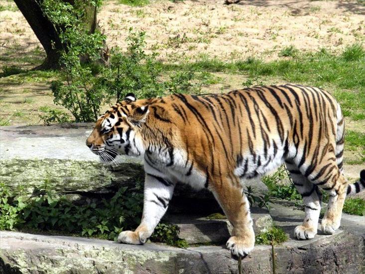 Zwierzęta - tiger33_1600x1200.jpg