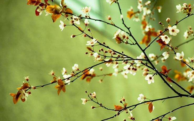1.Wiosenna - spring-flowers-5.jpg