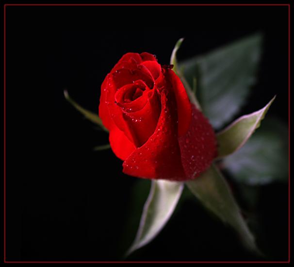 Róże - Róża1.jpg