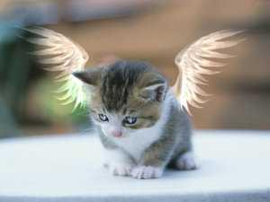 Anioły - Kot.jpg