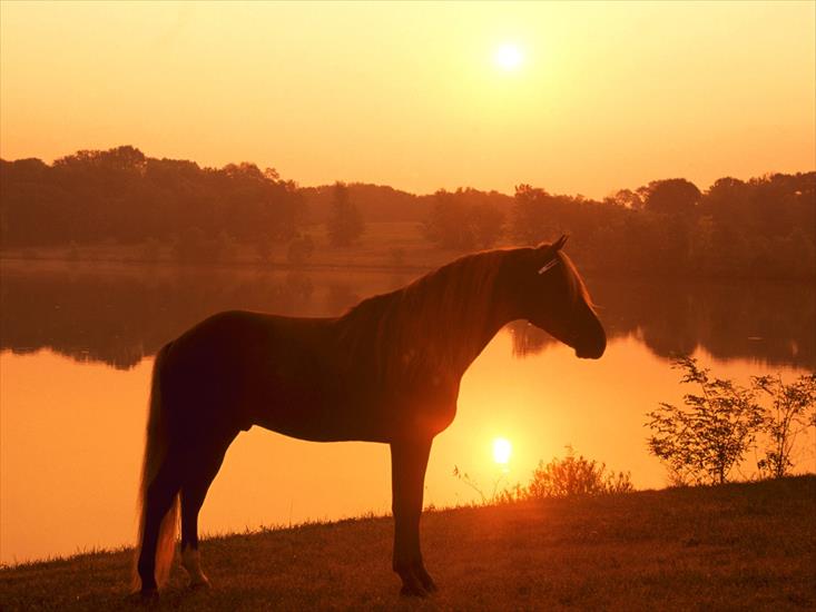 Konie... dumne konie - sunset-horse.jpg