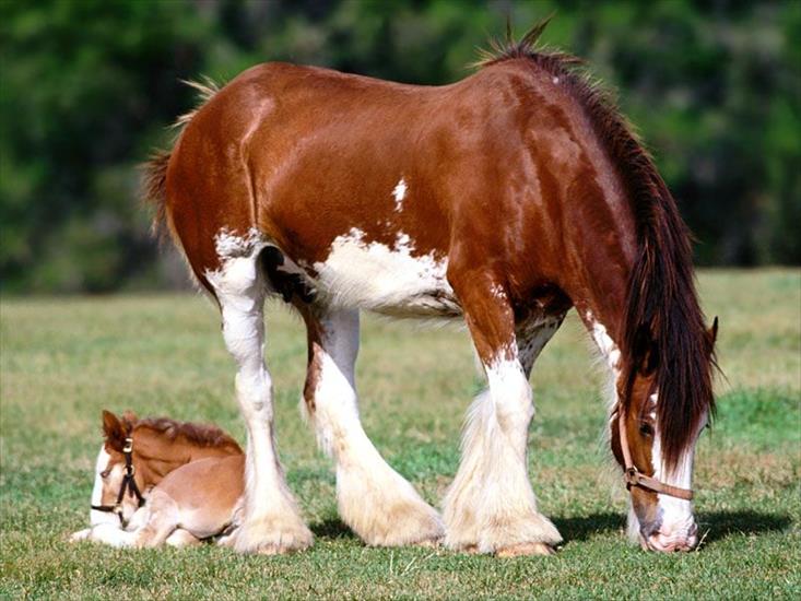konie - Horses.jpg