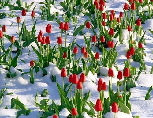  Kwiaty w Śniegu -  0964 .jpg