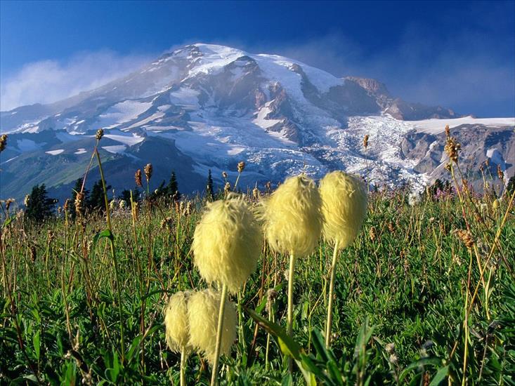 Różne - Wildflowers, Mount Rainier National Park, Washington1.jpg