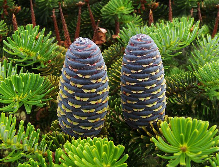 Tapety - 786px-Abies_koreana_poprawione.jpg