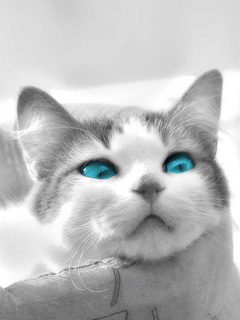 Tapety - Telefon - Cat_Blue_Eyes.jpg