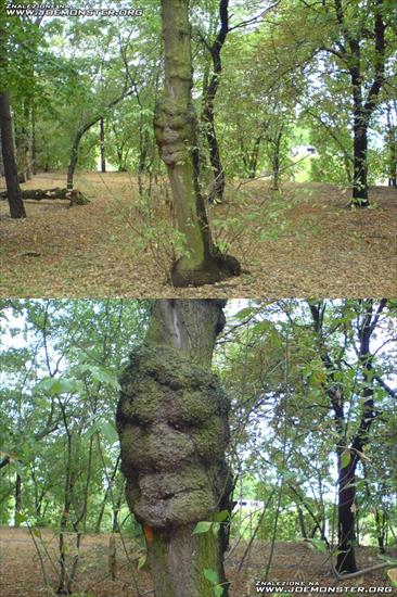 CO STWORZYLA NATURA 18 - twarzowe drzewo1.bmp