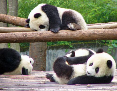 Pandas - 26.jpg