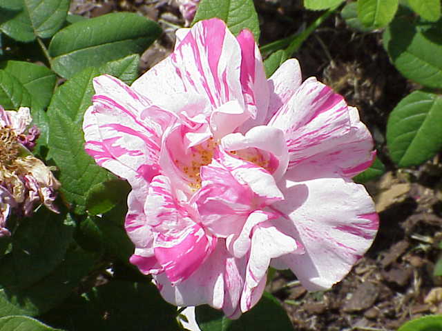 roze7 - Rosa_gallica8.jpg
