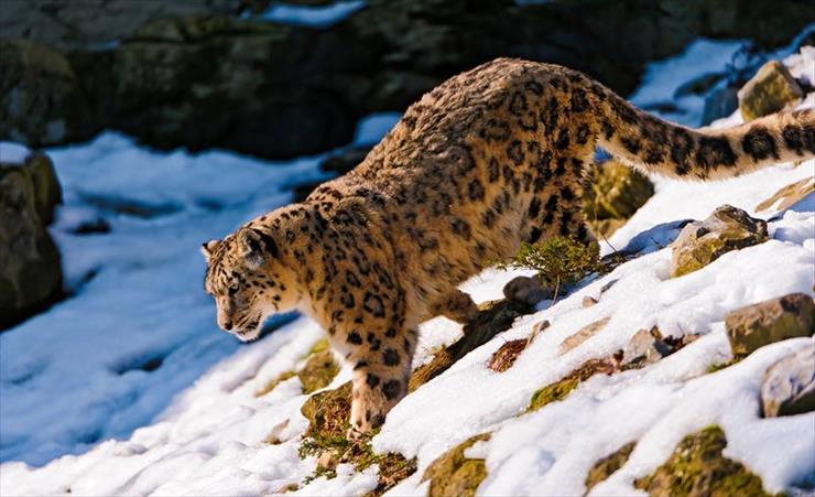 cala reszta do segregacji - Snow leopard.jpg