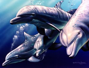 świat wodny - dolphinquest.jpg