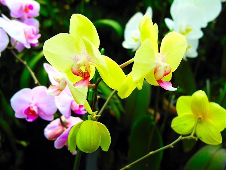 Storczyki - orchid-1024x768-0020-2365842.jpg