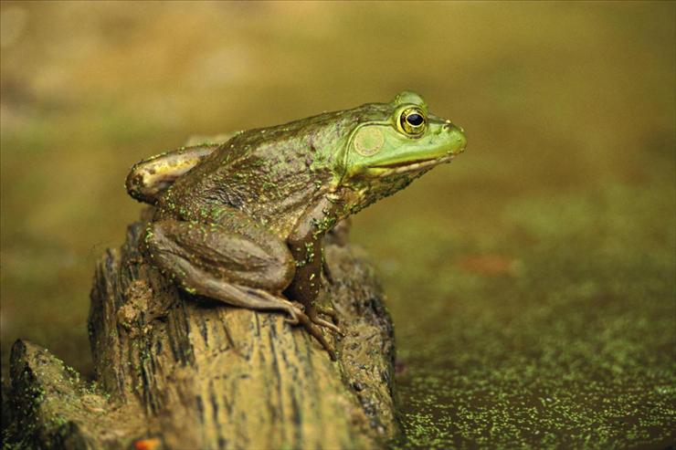 Tapety - Green Frog, Cincinnati, Ohio.jpg