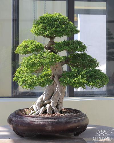 bonsai - 1254167767_water_jasmine_bonsai_711_october_10_2008prevyu.jpg