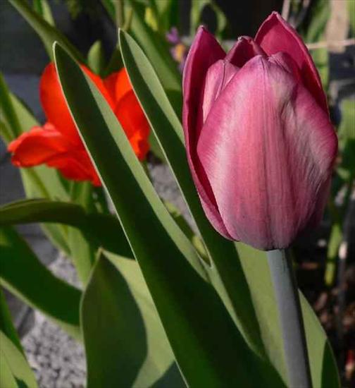 wiosna3 - tulipan1111.JPG