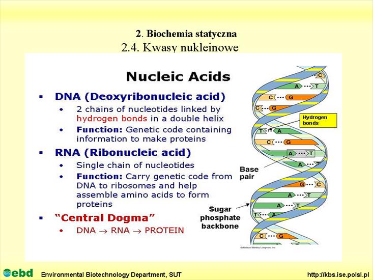 BIOCHEMIA 2 - biochemia statyczna - Slajd79.TIF