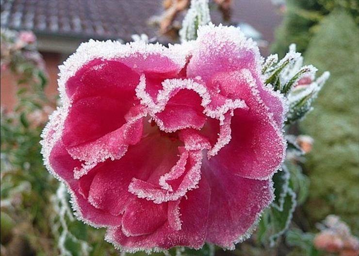 zima - róża zimą.jpg