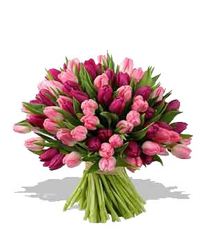 gify-tulipany - kwiaty tulipany8.jpg