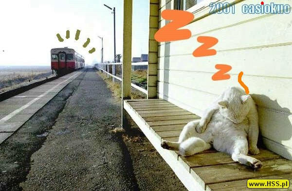 koty na wesoło - czekając na pociąg.jpg