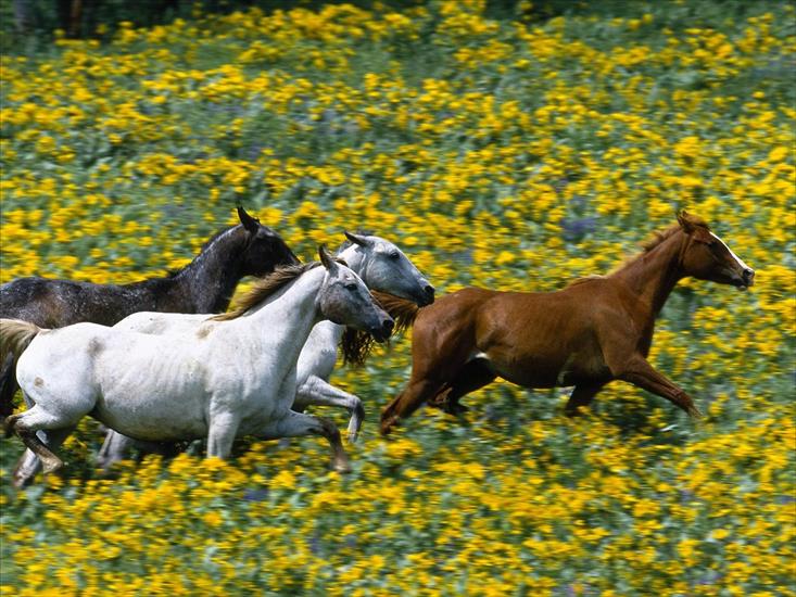 TAPETY ZWIERZĘTA I PTAKI - Running_Horses.jpg