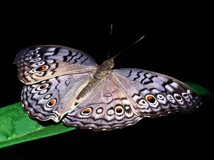 motyle i owady - motyl 9.jpg