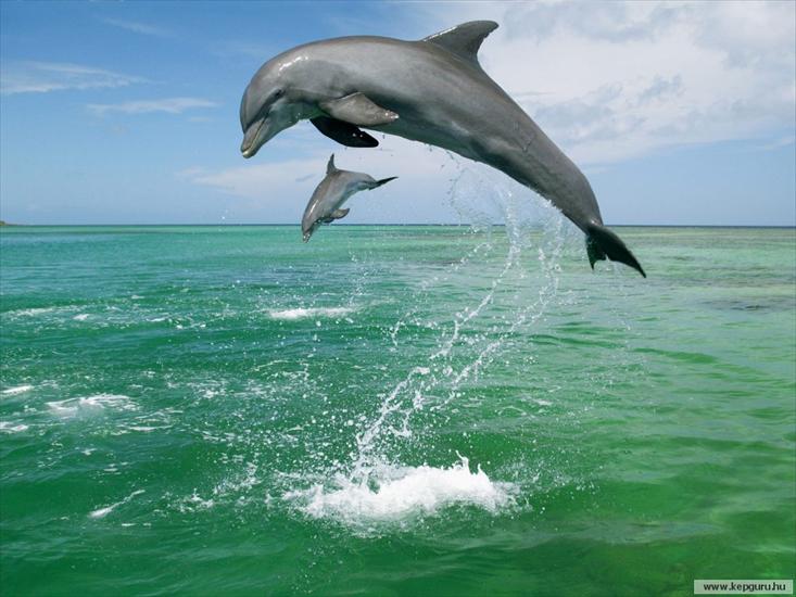 Delfiny - delfiny-.jpg