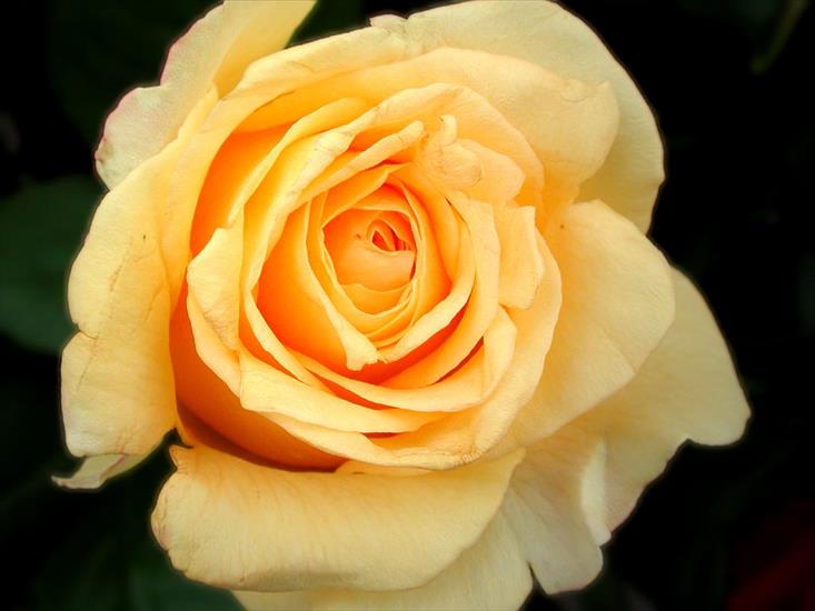 tylko róże - Rose-108.jpg