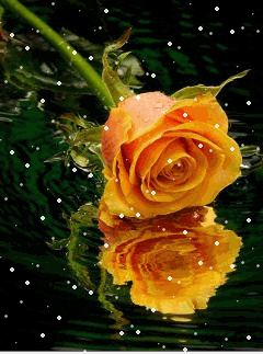 Kwiaty - orangerose_nyb937mw.gif