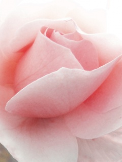 Kwiaty i owoce - Pink_Rose.jpg