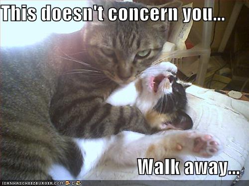 Śmieszne - funny-pictures-cat-strangles-cat.jpg