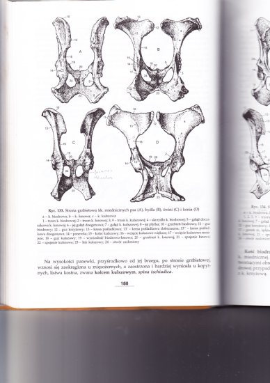 Osteologia - 188.jpg