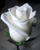 Tapety 128x160 - White_Rose.jpg